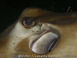 close up to a nice stingray in a night dive in river tuw ... by Victor J. Lasanta Garcia 